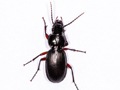 Pterostichus madidus